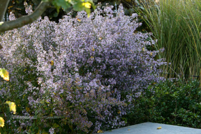 Herbstaster4511a.jpg