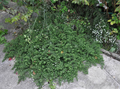 Aster_pausus_ericoides_Snowflurry_12__2843.jpg