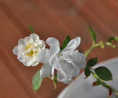 Flocon_de_Neige_12__3349.jpg