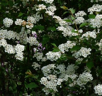 spiraea1.JPG