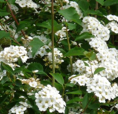 spiraea22.JPG