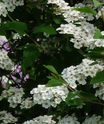 spiraea33.JPG