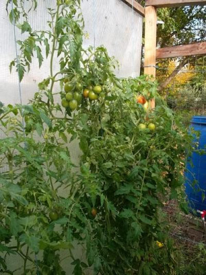 schoeneTomaten.jpg
