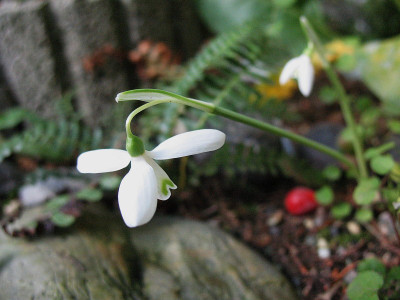 Galanthus_reginae-olgae__..18.10.12._022.jpg