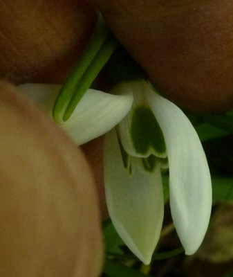 Gagalanthus.jpg