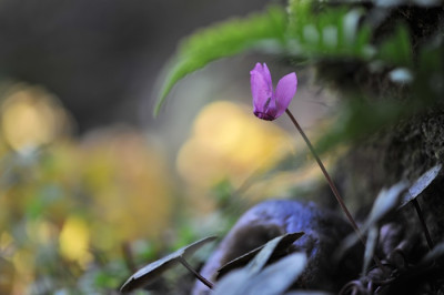 Cyclamen_purpurascens.jpg