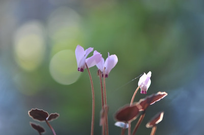 Cyclamen_mirabile.jpg