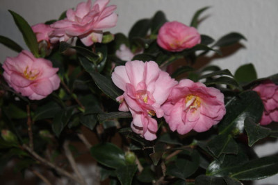 Camellia-1.jpg