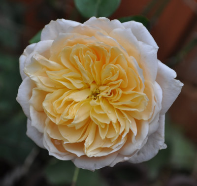 English_Garden_12__3682.jpg