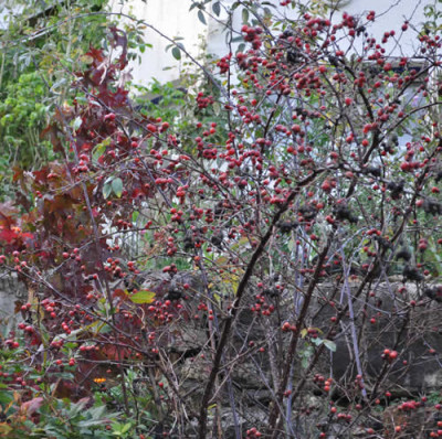 Rosa_Glauca_12__3563.jpg