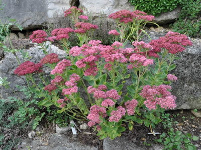 Fetthenne_rot_12__2673.jpg