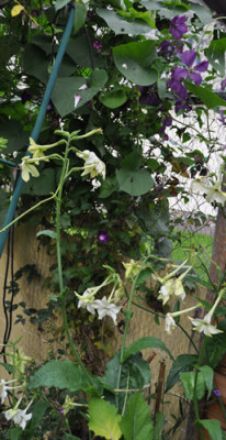 Trichterwinde_Tabak_Clematis_12__3621.jpg