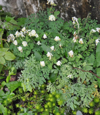 Lerchensporn_weiss_12__3630.jpg
