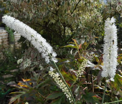 Silberkerze_12__3582.jpg