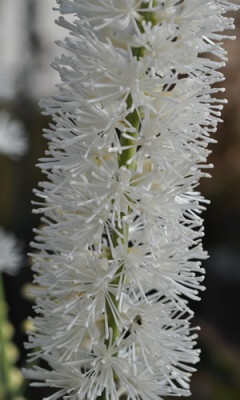 Silberkerze_12__3585.jpg