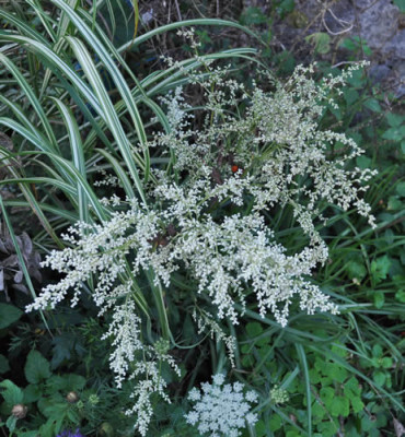 Artemisia_lactiflora_Elfenbein_12__3334.jpg