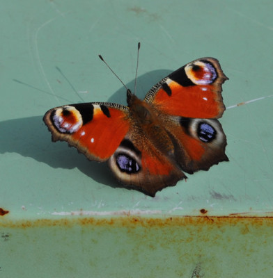 Schmetterling_12__3644.jpg