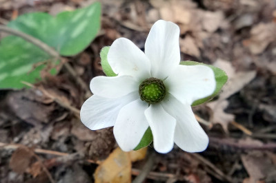 Hepaica_nobilis_white_forestDSC00084.jpg.jpg