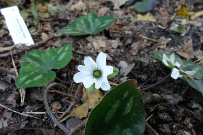 Hepaica_nobilis_white_forest2.jpg