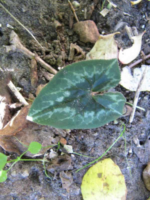 C_hederifolium_121020.jpg