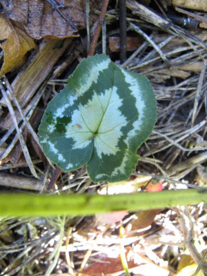 C_hederifolium_Fairy_Rings_121020.jpg