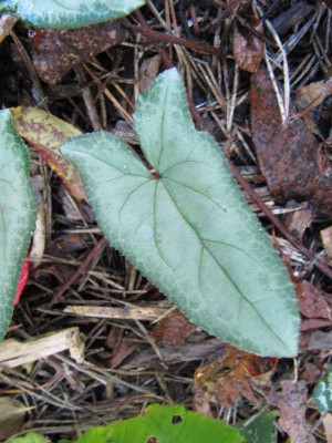 C_hederifolium_pfeilformig_121020.jpg
