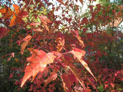 Acer_ginnala_121020.jpg