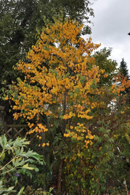 Lebkuchenbaum_12__3380.jpg
