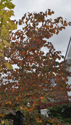 Judasbaum_12__3542.jpg
