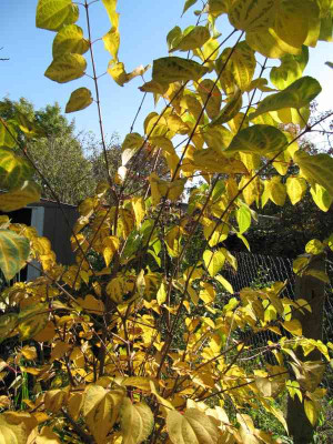 Katsura_121019.jpg