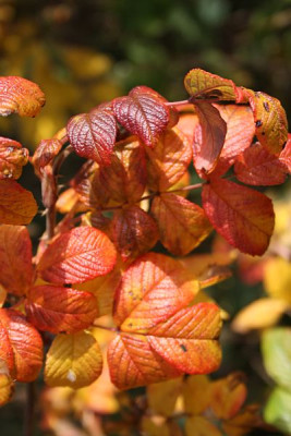 rosa_rugosa_hansa.jpg