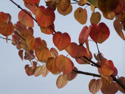 Cercidiphyllum_23.JPG