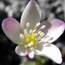 Anemone_flaccida.JPG