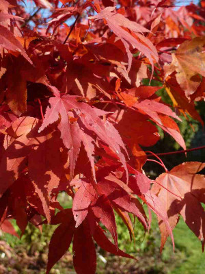 Acer_palmatum_Atropurpureum_P10601681.jpg
