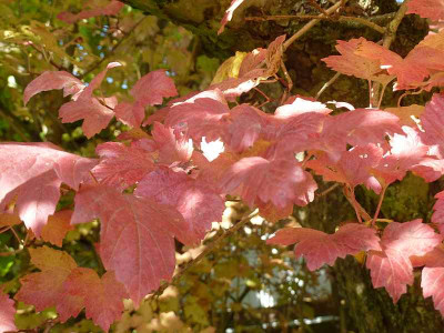 Viburnum_opulus_P10601721.jpg