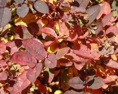 Rosa_Single_Red_Scotch_AP10601711.jpg
