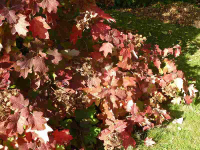 Hydrangea_quercifolia_P10601731.jpg