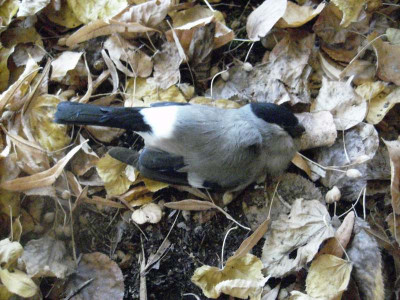 Vogel_20102012.jpg