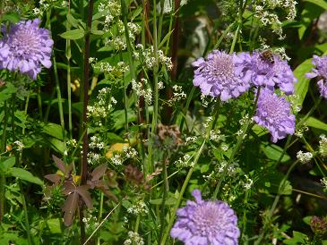 witwenblume_oder_skabiose.JPG