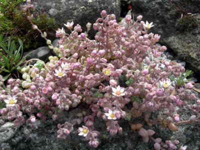 Sedem_dassyphyllum_2005-06-12_2.JPG