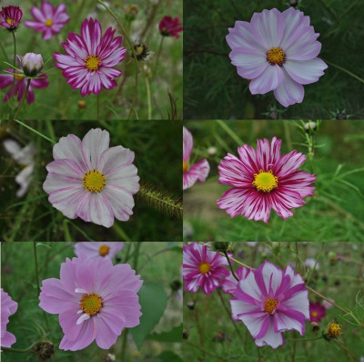 Cosmos_Collage1.jpg