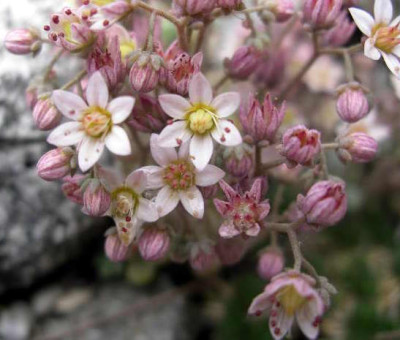 Sedum_dassyphyllum_2005-06-12_1.JPG