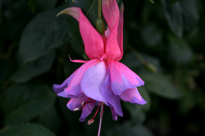 Fuchsie_Hilda0107a.jpg