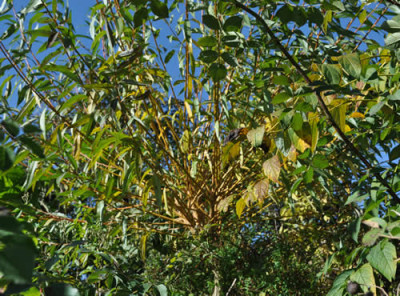Kopfweide_12__3767.jpg