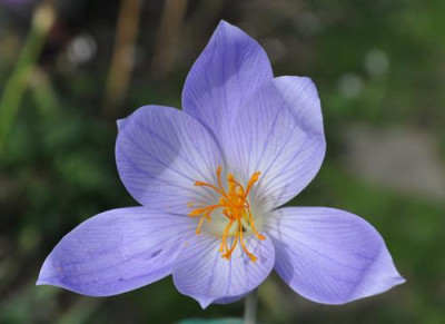 Herbstkrokus_12__3738.jpg