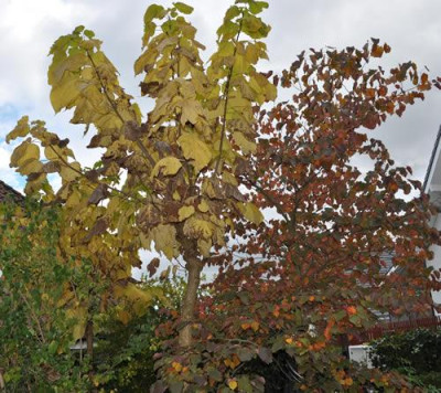 Trompetenbaum__Judasbaum_12__3542.jpg