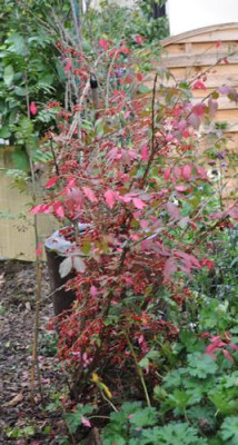 Euonymus_12__3628.jpg