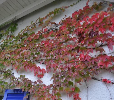 Herbstfaerber_12__3526.jpg
