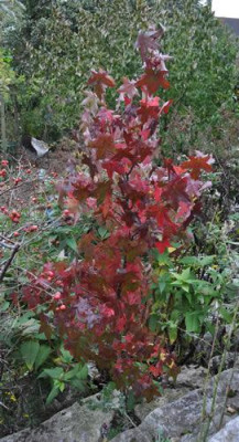 Amberbaum_12__3664.jpg
