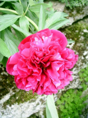 Paeonia_officinalis_3.jpg